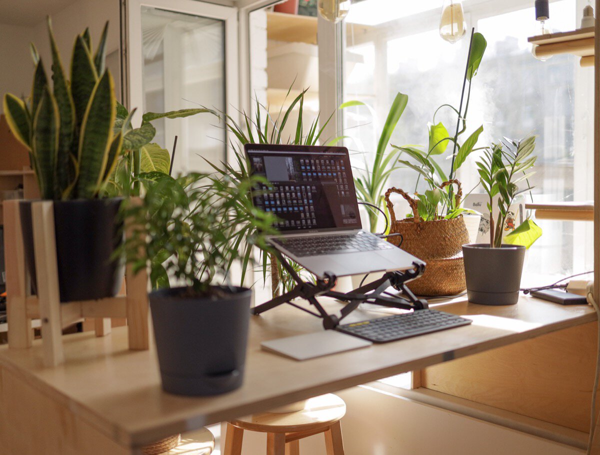 Cheap ways to decorate your office: Greenery